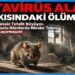 Hanta Virüs